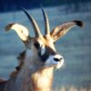 Roan Antelope by Bruce Munro