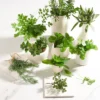 Know Your Herbs