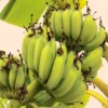 Bananas – More than just a Fruit