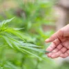 Health: Is Weed Good for you in Treating Ailments?